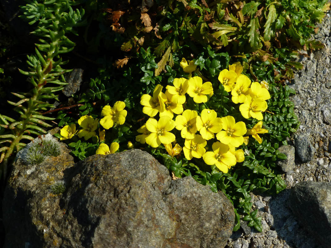 Morisia monanthos photo